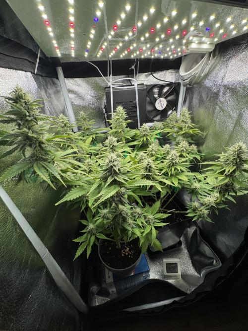 Eternity Grow 🏆 Micro Grow. Week 9