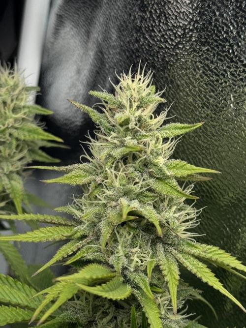 Eternity Grow 🏆 Micro Grow. Week 9