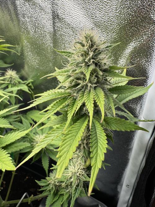 Eternity Grow 🏆 Micro Grow. Week 9