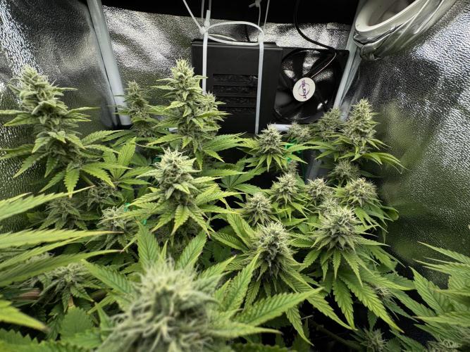 Eternity Grow 🏆 Micro Grow. Week 9