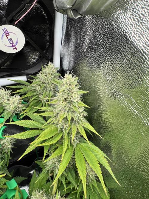 Eternity Grow 🏆 Micro Grow. Week 9