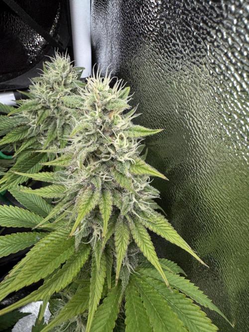 Eternity Grow 🏆 Micro Grow. Week 9