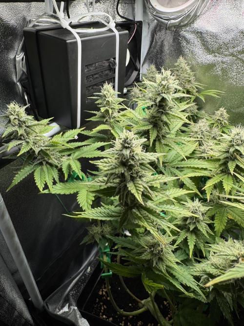 Eternity Grow 🏆 Micro Grow. Week 9