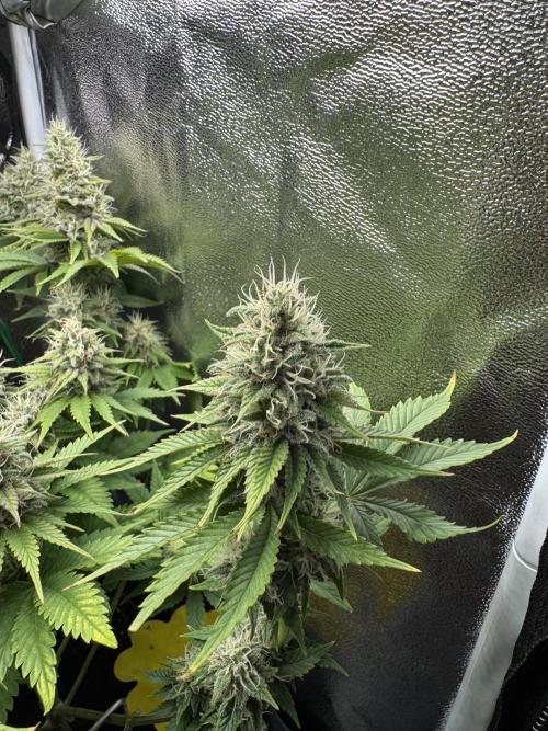Eternity Grow 🏆 Micro Grow. Week 9