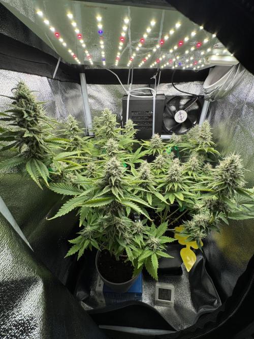 Eternity Grow 🏆 Micro Grow. Week 9