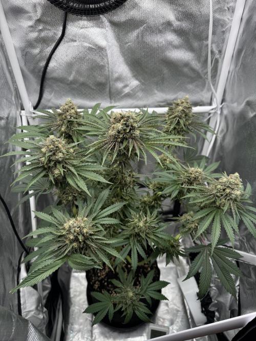 Cherry Hills 🍒⛰️80w. Week 12