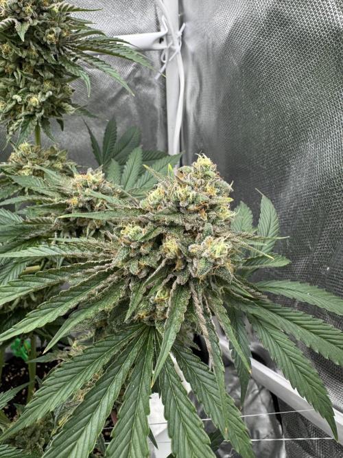 Cherry Hills 🍒⛰️80w. Week 12