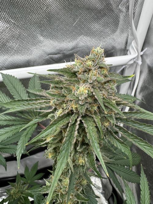 Cherry Hills 🍒⛰️80w. Week 12
