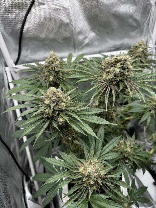 Cherry Hills 🍒⛰️80w. Week 12