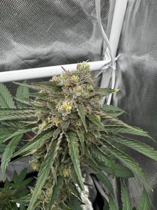 Cherry Hills 🍒⛰️80w. Week 12