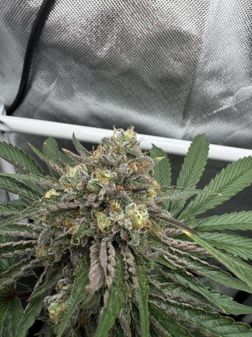 Cherry Hills 🍒⛰️80w. Week 12