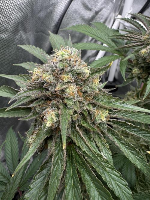 Cherry Hills 🍒⛰️80w. Week 12