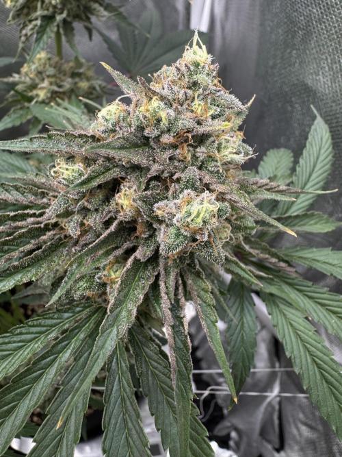 Cherry Hills 🍒⛰️80w. Week 12