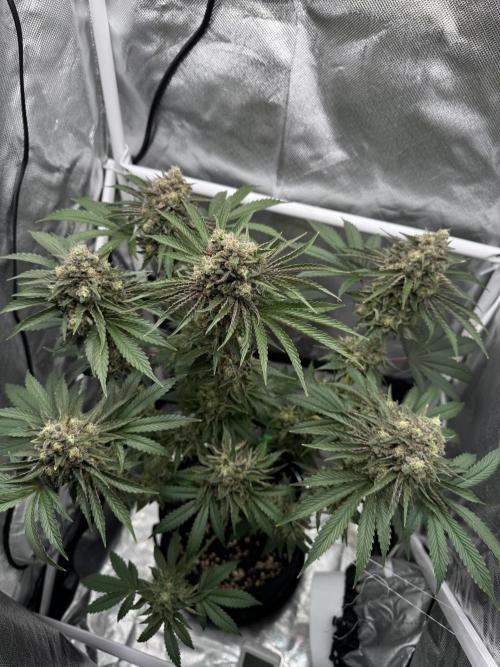 Cherry Hills 🍒⛰️80w. Week 12