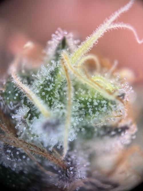 Cherry Hills. Week 12