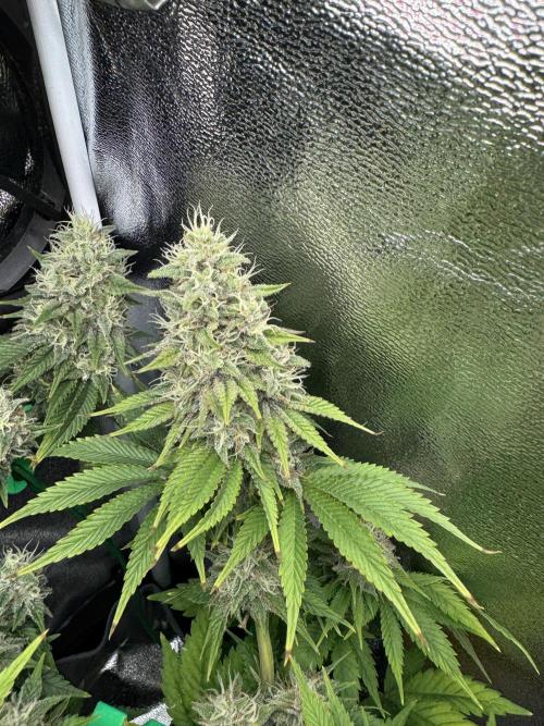 Eternity Grow 🏆 Micro Grow. Week 10