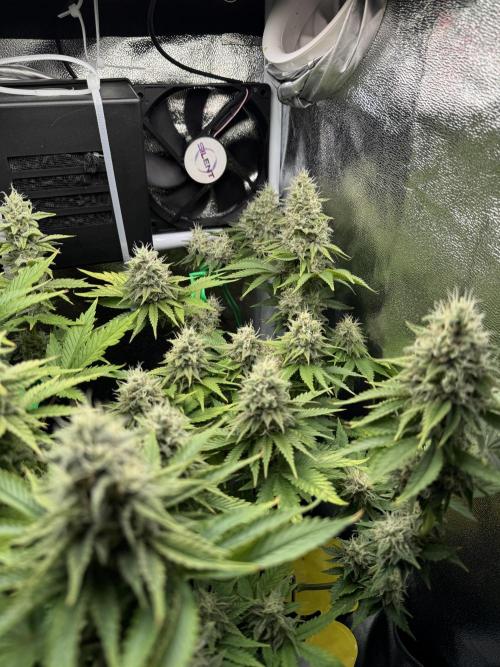 Eternity Grow 🏆 Micro Grow. Week 10