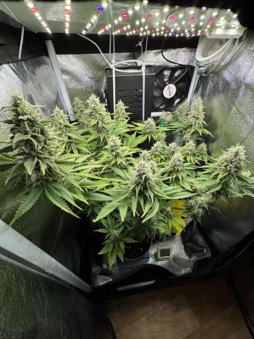 Eternity Grow 🏆 Micro Grow. Week 10