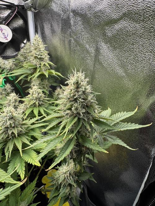 Eternity Grow 🏆 Micro Grow. Week 10