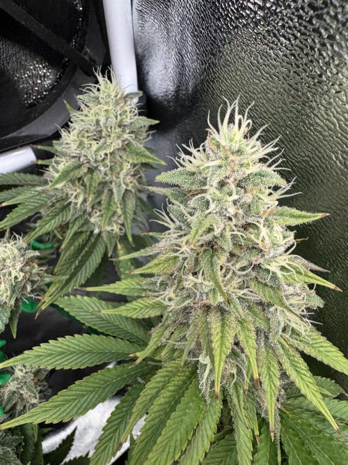 Eternity Grow 🏆 Micro Grow. Week 10 - sticky buds