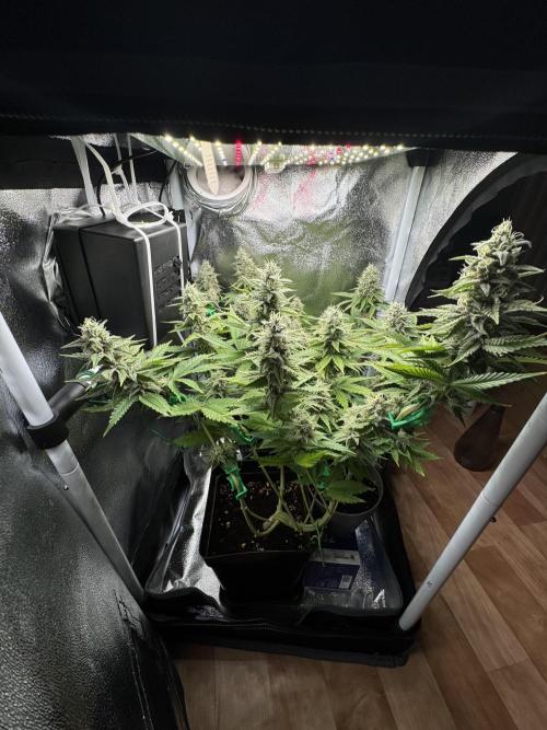 Eternity Grow 🏆 Micro Grow. Week 10