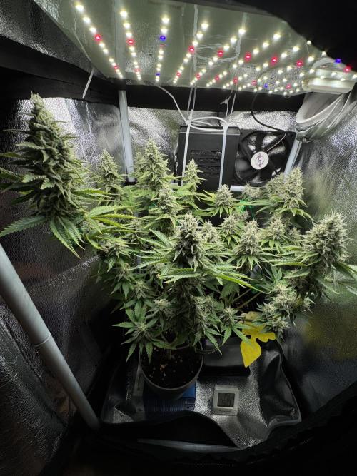 Eternity Grow 🏆 Micro Grow. Week 10