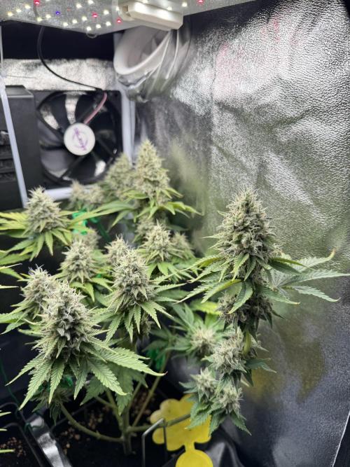Eternity Grow 🏆 Micro Grow. Week 10