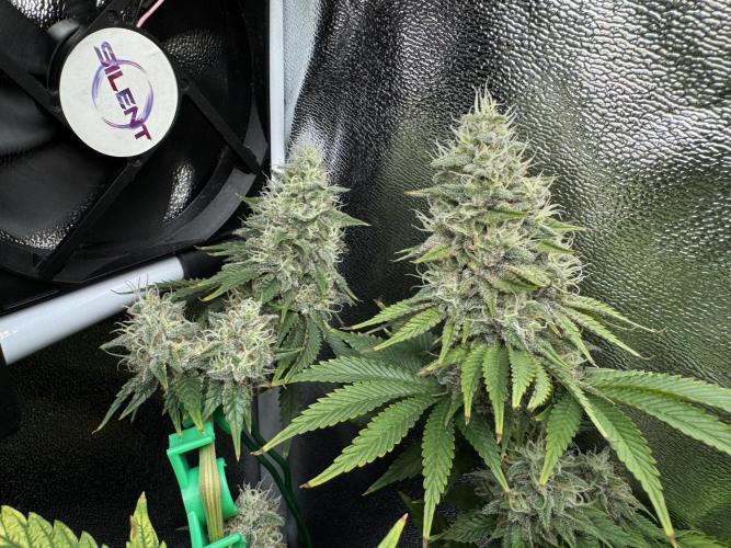 Eternity Grow 🏆 Micro Grow. Week 10