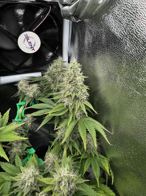 Eternity Grow 🏆 Micro Grow. Week 10