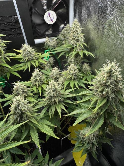 Eternity Grow 🏆 Micro Grow. Week 10