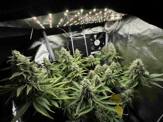 Eternity Grow 🏆 Micro Grow. Week 10