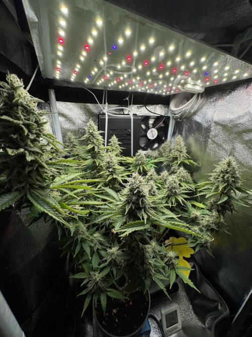 Eternity Grow 🏆 Micro Grow. Week 10