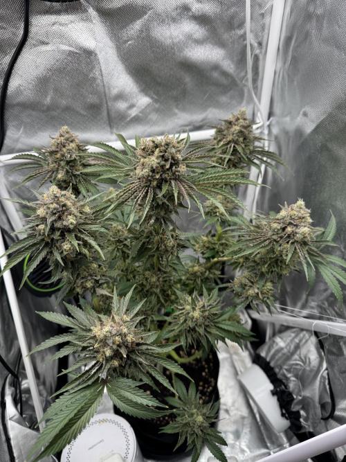 Cherry Hills 🍒⛰️80w. Week 13