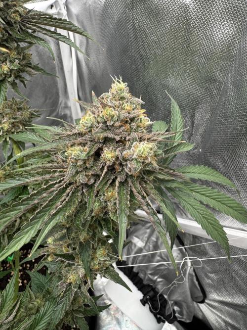 Cherry Hills 🍒⛰️80w. Week 13