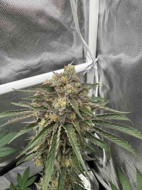 Cherry Hills 🍒⛰️80w. Week 13