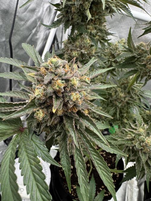Cherry Hills 🍒⛰️80w. Week 13