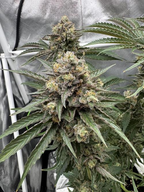 Cherry Hills 🍒⛰️80w. Week 13