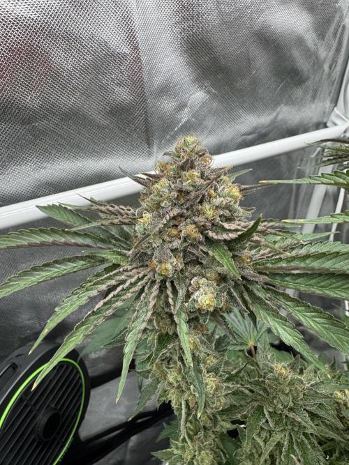 Cherry Hills 🍒⛰️80w. Week 13