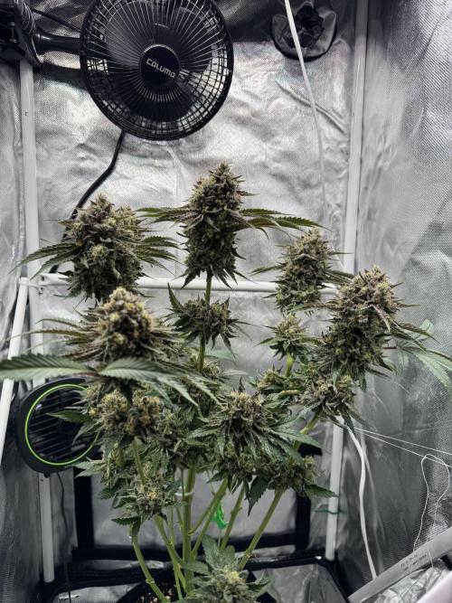 Cherry Hills 🍒⛰️80w. Week 13