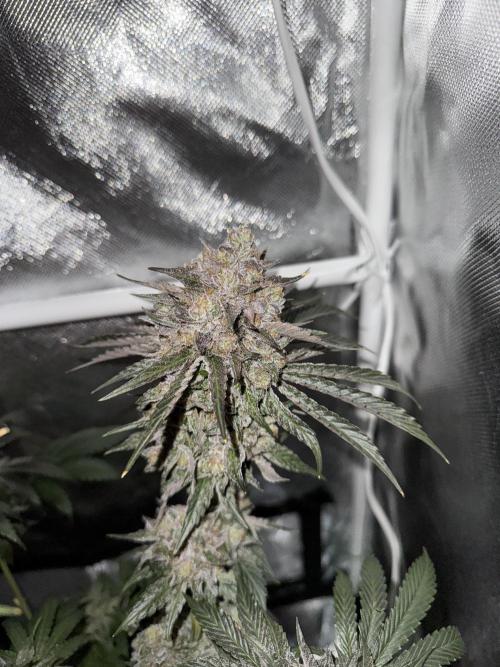Cherry Hills 🍒⛰️80w. Week 13