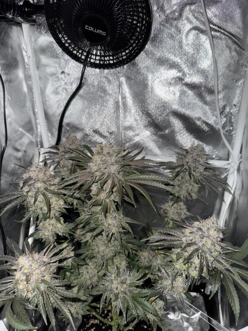 Cherry Hills 🍒⛰️80w. Week 13