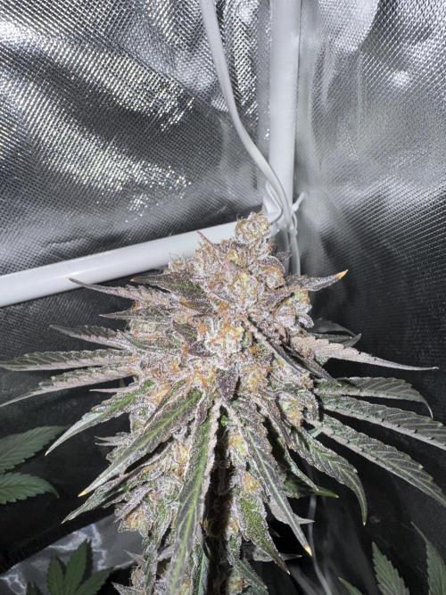 Cherry Hills 🍒⛰️80w. Week 13