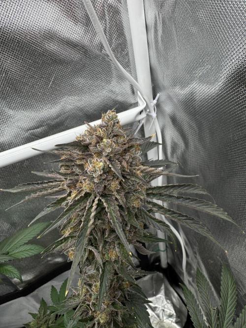 Cherry Hills 🍒⛰️80w. Week 13