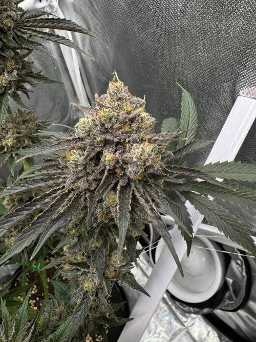 Cherry Hills 🍒⛰️80w. Week 13