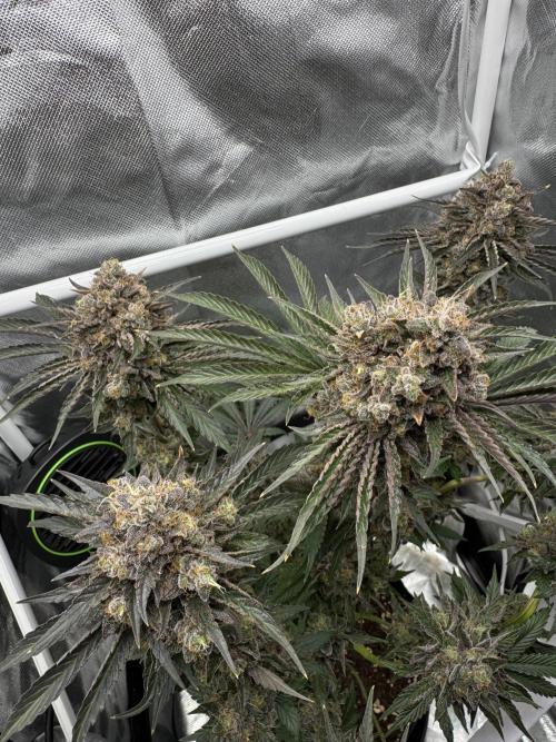 Cherry Hills 🍒⛰️80w. Week 13