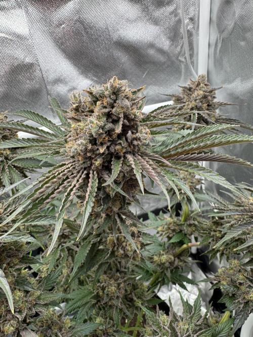 Cherry Hills 🍒⛰️80w. Week 13