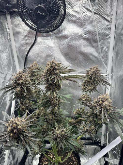 Cherry Hills 🍒⛰️80w. Week 13