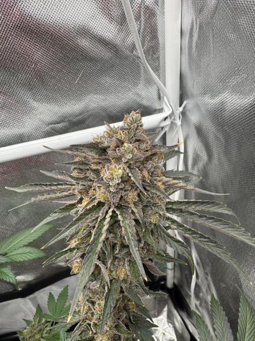Cherry Hills. Week 13