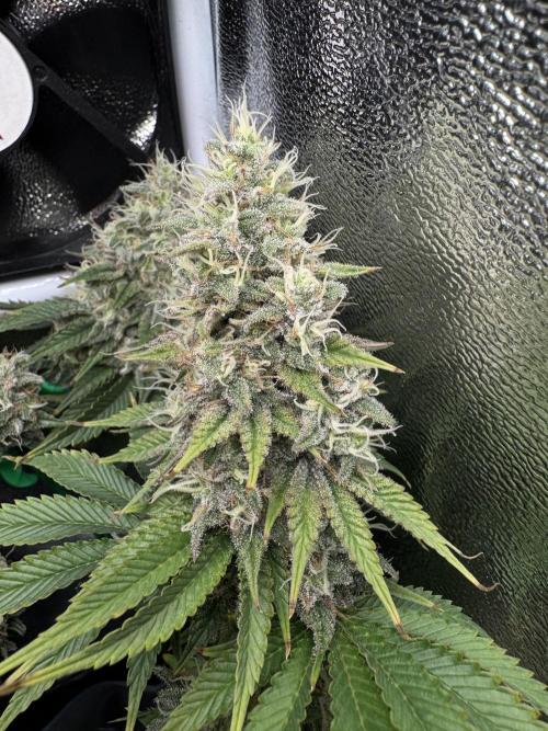 Eternity Grow 🏆 Micro Grow. Week 11