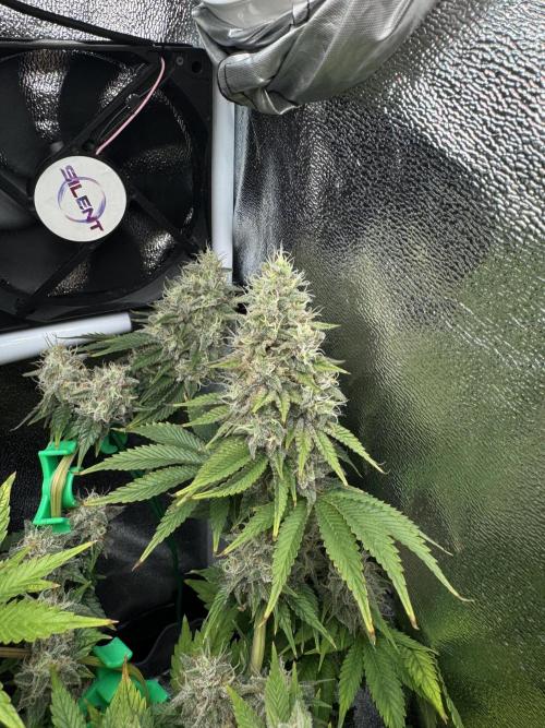 Eternity Grow 🏆 Micro Grow. Week 11